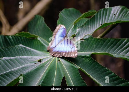 Papillon Bleu sur une feuille Banque D'Images