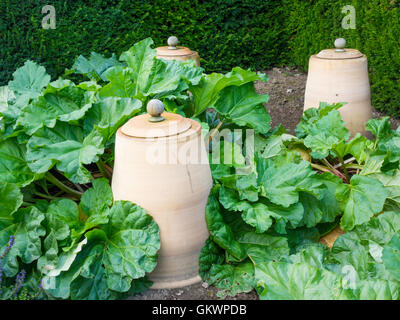 De plus en plus de rhubarbe dans le jardin clos à Castle Howard, New York avec forçage pots utilisés pour couvrir les plantes pour favoriser la croissance des jeunes. Banque D'Images