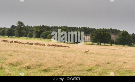 Wentworth Castle country house classé grade I, Stainborough, Barnsley, South Yorkshire, Angleterre, Royaume-Uni Banque D'Images