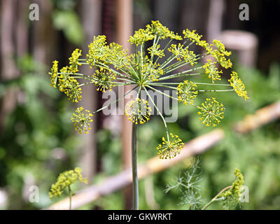 L'aneth en fleurs naturelles Banque D'Images