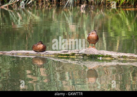 Les canards sauvages en appui sur un journal à l'intérieur d'un étang Banque D'Images