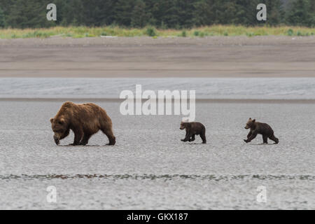 L'ours et d'oursons à marcher le long des battures. Banque D'Images