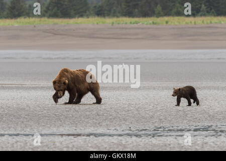 L'ours et d'oursons à marcher le long des battures. Banque D'Images