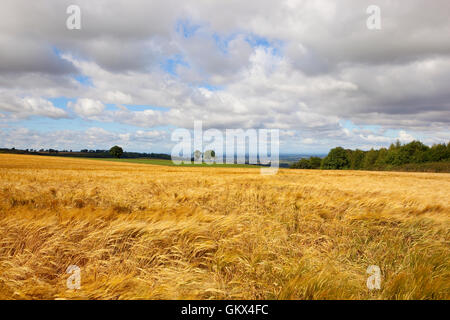 La vue à partir d'un champ d'orge d'or sur le haut english channel en regardant vers la lointaine vallée de York en été. Banque D'Images
