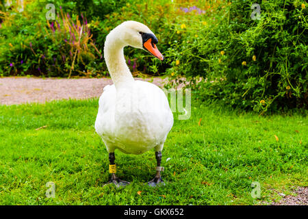 Le phoque annelé (Cygne tuberculé Cygnus olor), debout sur une zone d'herbe dans un parc public à Landskrona, Suède, avec un parterre de fleurs dans le background Banque D'Images