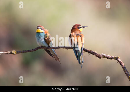 Deux des guêpiers d'Europe (Merops apiaster) perché sur une branche Banque D'Images