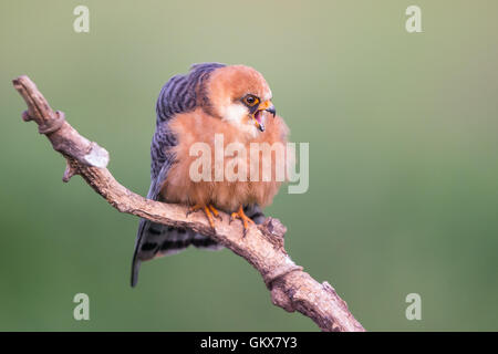 Femelle adulte Faucon kobez (Falco vespertinus) appelant sur une branche Banque D'Images