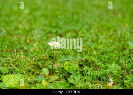 De plus en plus vers le haut dans la petite daisy de lumière jardin entouré d'herbe, gros plan Banque D'Images