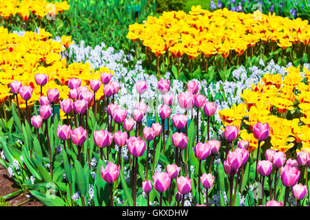 Beau parc de Keukenhof à Lisse, aux Pays-Bas. L'ampoule en fleurs fleurs Banque D'Images