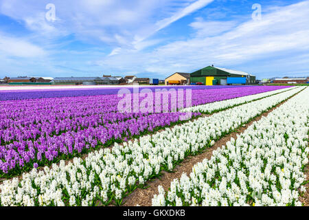 Belle de vastes champs de fleurs de Hyacinthus Banque D'Images