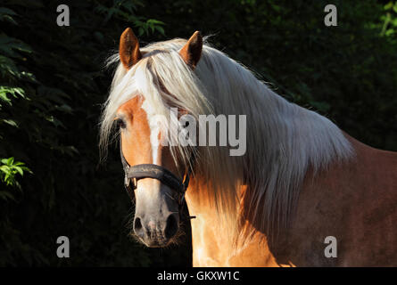 Poney Haflinger, oseille, portrait contre l'été buissons verts Banque D'Images