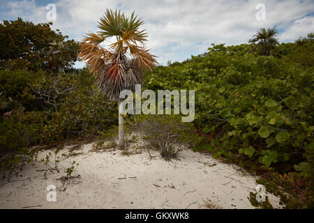 Palmier dans une clairière dans une forêt tropicale à Bahia Honda State Park, Floride Banque D'Images