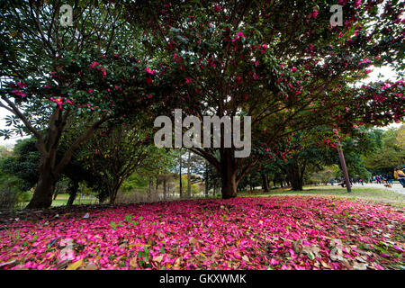 Roses rouges en usine, le Japon Showa kinen park Banque D'Images