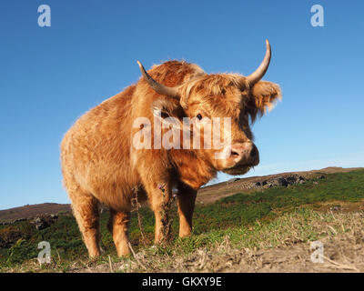 Un pâturage vache Highland rouge dans l'obscurité l'aire des pics du Derbyshire, Royaume-Uni, vue à partir du sol, vers le ciel. Banque D'Images