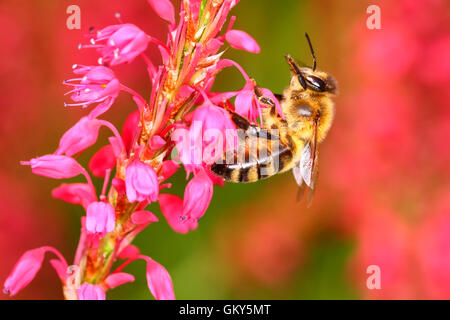 Leeds, West Yorkshire, Royaume-Uni. 23 août, 2016. Une belle journée chaude à Leeds a encouragé les abeilles pour polliniser les fleurs fin août. Prises le 23 août 2016. Crédit : Andrew Gardner/Alamy Live News Banque D'Images