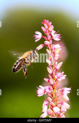 Leeds, West Yorkshire, Royaume-Uni. 23 août, 2016. Une belle journée chaude à Leeds a encouragé les abeilles pour polliniser les fleurs fin août. Prises le 23 août 2016. Crédit : Andrew Gardner/Alamy Live News Banque D'Images