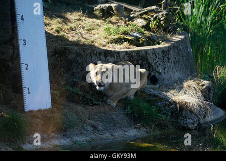 Londres, Royaume-Uni. 24 août, 2016. Les gardiens de zoo de Londres : enregistrer le poids et la taille des animaux à ZSL London Zoo , London,UK. Credit : Voir Li/Alamy Live News Banque D'Images