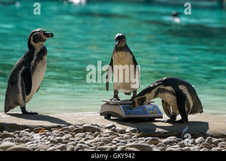 Londres, Royaume-Uni. 24 août, 2016. Londres : les gardiens de zoo notice Penguin pesée au ZSL Zoo de Londres , Londres, Royaume-Uni. Credit : Voir Li/Alamy Live News Banque D'Images