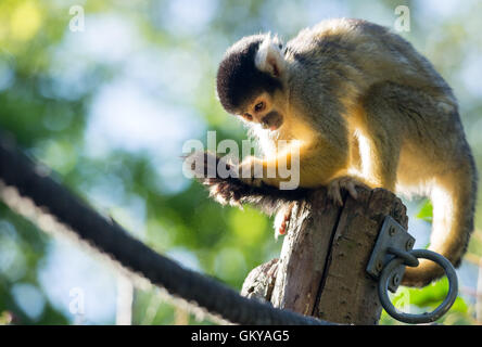 Londres, Royaume-Uni. 24 août, 2016. Les singes écureuils noire considérée comme ZSL London Zoo tient son assemblée pesée d'animaux Crédit : Guy Josse/Alamy Live News Banque D'Images