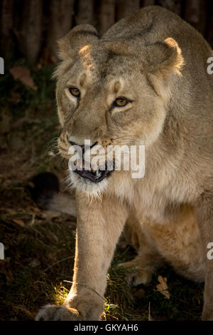 Londres, Royaume-Uni. 24 août, 2016. Une lionne asiatique au cours ZSL London Zoo pesée annuelle d'animaux Crédit : Guy Josse/Alamy Live News Banque D'Images