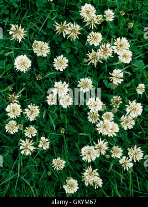 Le trèfle blanc en fleurs en pâturage amélioré, Gwynedd, au nord du Pays de Galles, Royaume-Uni Banque D'Images