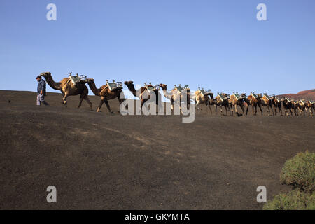 Les chameaux pour les touristes dans le Parc National de Timanfaya pour en revenir à la maison Banque D'Images