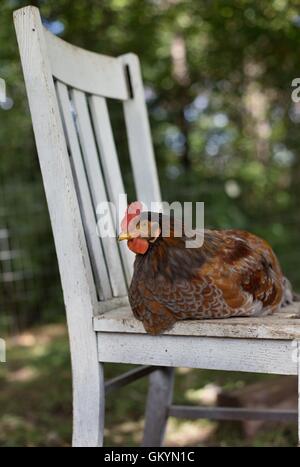 Un poulet assis sur une chaise blanche. Banque D'Images