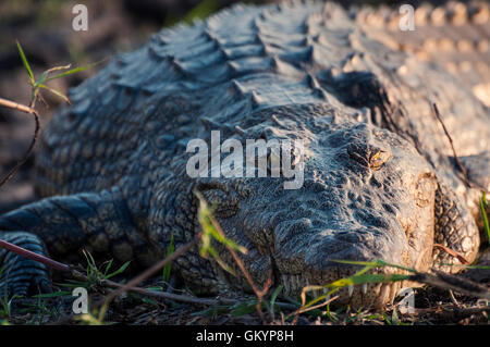 Le crocodile du Nil, sur les rives de la rivière Chobe, Parc National de Chobe, au Botswana, Afrique ; Banque D'Images