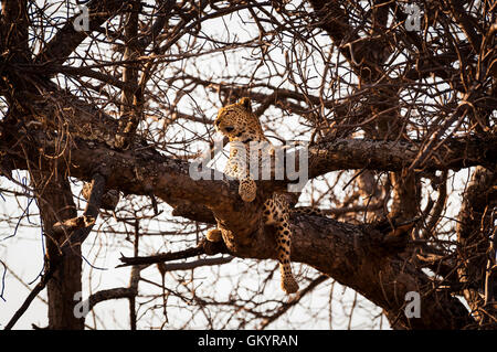 Leopard reposant dans les branches d'un arbre dans le Delta de l'Okavango, au Botswana, Afrique ; Banque D'Images