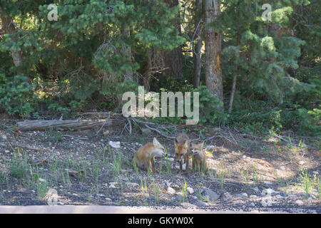 Fox d'Oursons jouant dans la forêt Banque D'Images