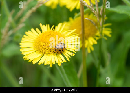 Une coccinelle Arlequin sur une fleur de tansy Banque D'Images