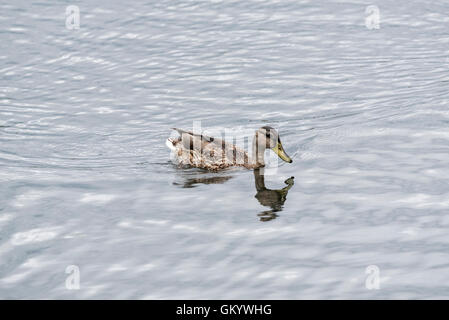 Un seul poussin colvert natation Banque D'Images