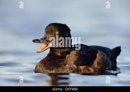Canard touffeté / Reiherente ( Aythya fuligula ), femelle, semble assez drôle avec son bec large ouvert, ressemble à rire, faune, Europe. Banque D'Images