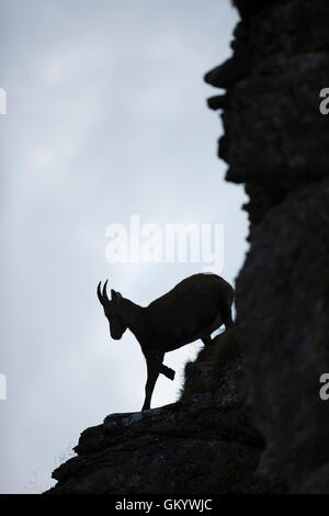 Bouquetin des Alpes / Steinbock / Alpensteinbock ( Capra ibex ), belle silhouette d'une femme, descendre une pente abrupte falaise rocheuse. Banque D'Images