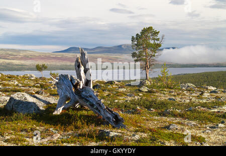 Vieux tronc et les jeunes arbres de pin (Pinus sylvestris) dans le parc national Femundsmarka, Norvège Banque D'Images