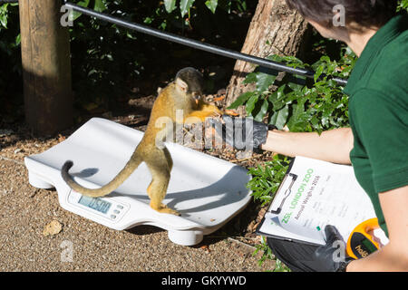 Londres, Royaume-Uni. 24 août 2016. Singe écureuil (Saimiri sciureus). L'enregistrement statistique de l'état d'animaux de zoo à l'assemblée annuelle à la pesée ZSL London Zoo. Banque D'Images