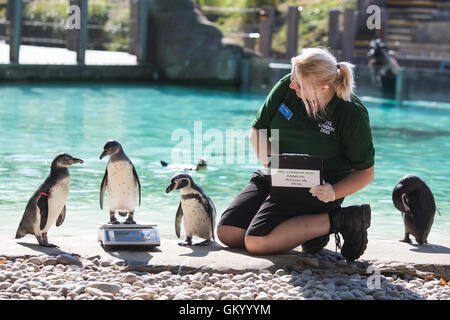 Londres, Royaume-Uni. 24 août 2016. Un petit manchot de Humboldt (Spheniscus humboldti) est perché sur un pèse-personne. L'enregistrement statistique de l'état d'animaux de zoo à l'assemblée annuelle à la pesée ZSL London Zoo. Banque D'Images