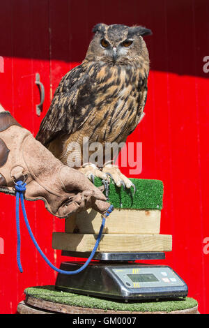 Londres, Royaume-Uni. 24 août 2016. Max, 23 ans, le Grand-duc (Bubo bubo) perché sur un pèse-personne. L'enregistrement statistique de l'état d'animaux de zoo à l'assemblée annuelle à la pesée ZSL London Zoo. Banque D'Images