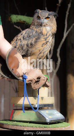 Londres, Royaume-Uni. 24 août 2016. Max, 23 ans, le Grand-duc (Bubo bubo) perché sur un pèse-personne. L'enregistrement statistique de l'état d'animaux de zoo à l'assemblée annuelle à la pesée ZSL London Zoo. Banque D'Images