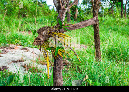 Wild Orchid Growing on Tree [Dendrobium] Banque D'Images