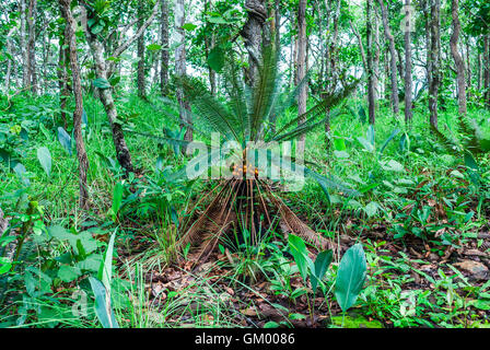 Petit Palmier de bétel dans la forêt en croissance Banque D'Images