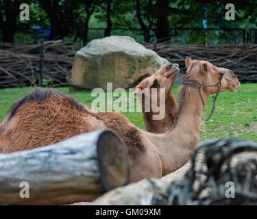 Portrait animal chameau Banque D'Images