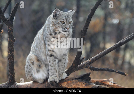 Le Lynx assis un top un arbre tombé. Banque D'Images