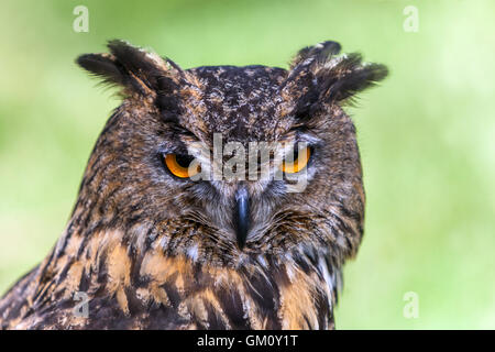 Aigle-hibou eurasien, touffes d'oreilles Bubo bubo Banque D'Images