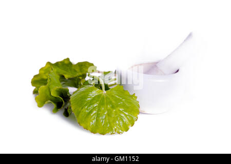Centella asiatica (aussi appelé Asiatic ombelle, Centella asiatica (Linn.), Urbain, gotu kola, dans Thankuni ayuvera, Indien, B Banque D'Images