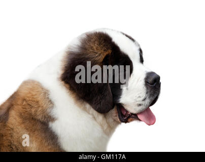 Portrait d'un Saint Bernard pure race isolé sur fond blanc. Banque D'Images