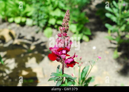 Snapdragon Antirrhinum majus, fleur Banque D'Images