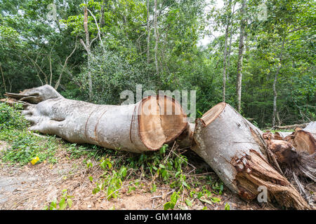 Grand arbre coupé dans la forêt, la déforestation ou le réchauffement de la notion, de l'environnement Banque D'Images