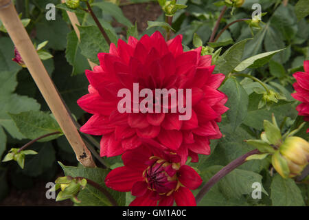 Dahlia décoratif 'Arabian night' n un jardin à Somerset, Angleterre, Royaume-Uni Banque D'Images