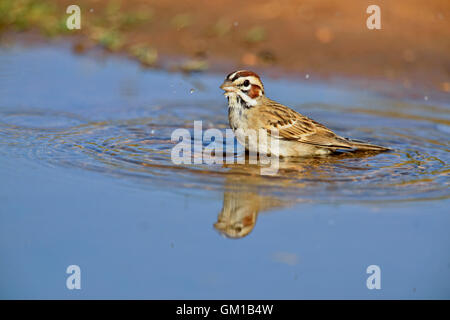 Lark Sparrow (Chondestes grammacus) baignade à l'eau, Rio Grande City, Texas, États-Unis Banque D'Images